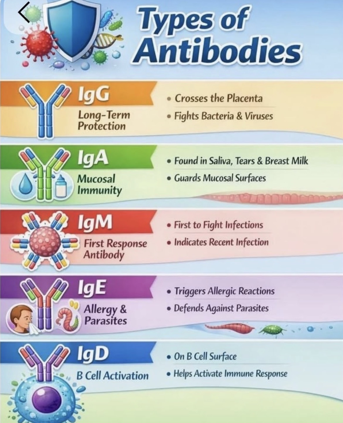 <p>Primarily acts as an antigen receptor on B cells (BCR)</p>