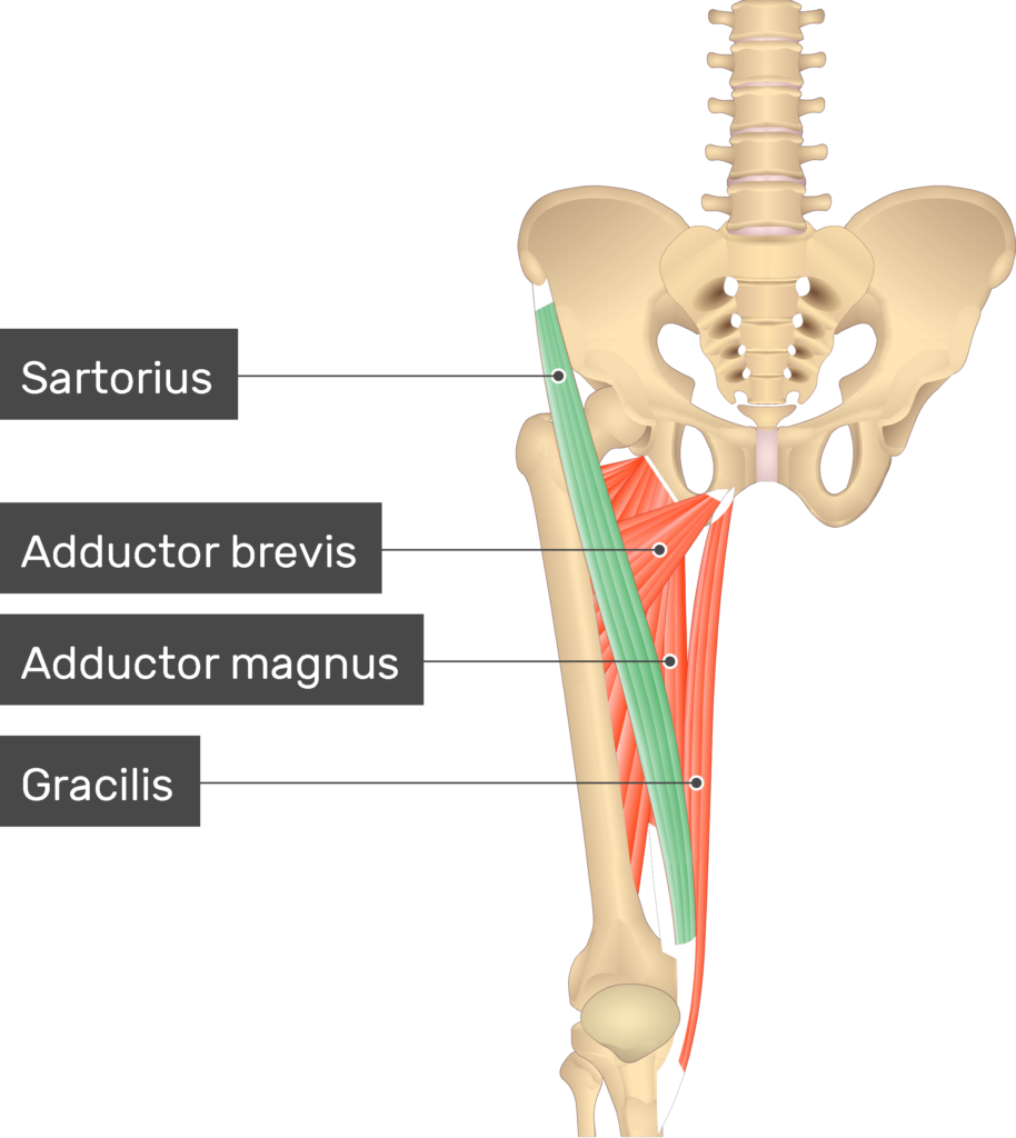 <p><span>Flexes, abducts, and laterally rotates the thigh at the hip; flexes the leg at the knee</span></p>