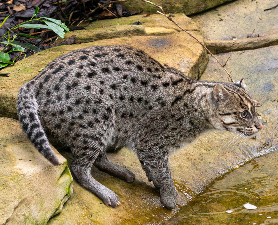 <p>stocky built, short legs and tail, broad hed, fur: greyish-brown, black spots, round ears (black with white spot in middle), webbed feet</p>