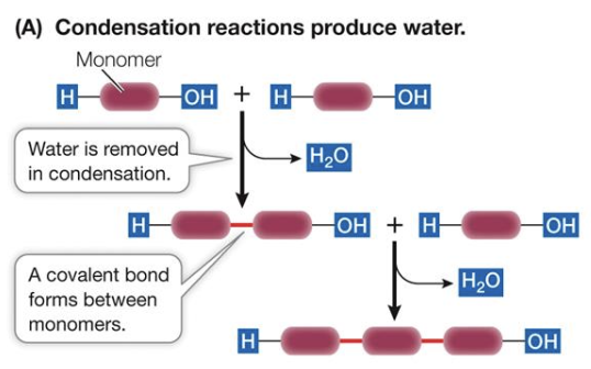 <p>the hydroxyl (-OH) functional group of two monomers react with each other to create a new covalent bond, losing water in the process.</p>