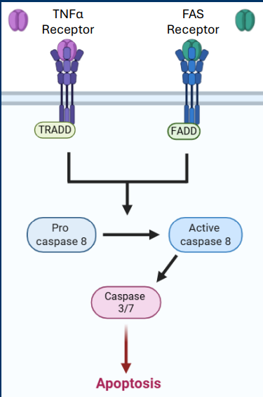 <p>Casp8 is an<strong> initiator caspases</strong> which means it is activated early in apoptotic pathways</p><p>• Responsible for cleaving and activating other caspase enzymes </p><p>• Form of enzymatic signal amplification </p><p>• Examples =<u> </u><strong><u>Casp8 </u></strong><u>(Extrinsic)</u> and Casp9 (Intrinsic)</p><p></p><p><em> TNFα Receptor and • FAS Receptor pathways</em></p><p><span style="color: rgb(0, 0, 0);"><span>• Both pathways converge on the activation of the initiating caspase called</span><strong><span> Casp8</span><span><br></span><span>• Casp8</span></strong><span> activates the executioner caspases </span><strong><span>Casp3 </span></strong><span>and </span><strong><span>Casp7</span></strong></span></p>