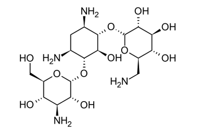 <p>[AMINOGLYCOSIDES]</p><p>a. Gentamicin</p><p>b. Tobramycin</p><p>c. Amikacin</p><p>d. Neomycin</p><p>e. Kanamycin</p><p>f. Streptomycin</p>