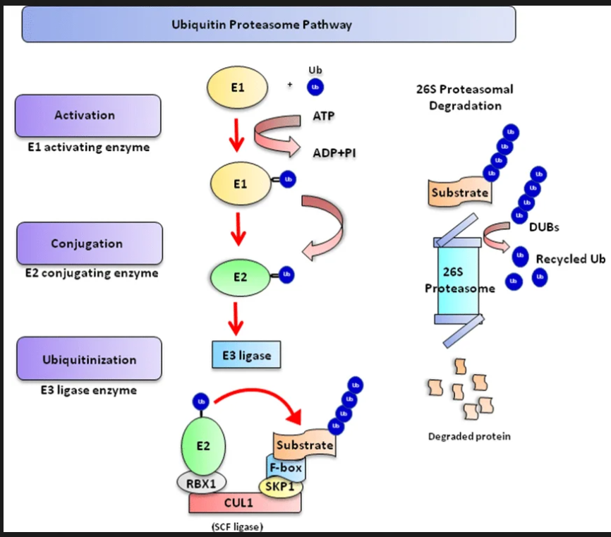 <p>E1: activator </p><p>E2: delivery truck</p><p>E3 ligase: enzyme recognizes target cells and bring them to E2</p><p>Proteasome: barrel shaped to shred. E2 bind polyubiquitin (at least 4 ub) and move to proteasome. Enzyme DUBs cuts poly ub and bings target cells into the barrel shaped which will destroy the cell </p>