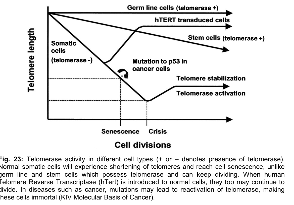 <p>Somatic cells</p><ul><li><p>In most human <strong>somatic cells</strong> that divide only a limited number of times, expression of the genes coding for the catalytic subunit of telomerase and the telomerase-associated RNA are <strong>switched off</strong>, or at least<strong> not fully activated</strong></p><ul><li><p>telomeres of these cells become <u>shorter</u> with every cell division</p></li><li><p>eventually, <u>DNA damage</u> occurs at the chromosome ends, triggering cell cycle arrest</p></li><li><p>cells then enter a <u>non-dividing state</u> from which they never recover</p></li></ul></li></ul><p>Germ cells and stem cells</p><ul><li><p>genes encoding <u>telomerase protein and telomerase-associated RNA template</u> are <strong>active</strong> in germ cells and stem cells</p></li><li><p>same genes are <strong>reactivated</strong> in most human <strong>cancer/tumour cells</strong>, where telomerase is active and <u>maintains telomere lengths </u>so that the cancer cells <u>divide indefinitely or are immortalised</u></p><ul><li><p>this feature of immortality is seen in all human cancers, where multiple uncontrolled cell divisions give rise to tumours</p></li><li><p>telomerase appears to allow cancer cells to <strong>evade</strong> <strong>apoptosis</strong> i.e. programmed cell death, and it is thought that the abnormal retention of telomeres is involved in the development of some types of cancer</p></li><li><p>telomerase is likely to be an important factor in cancer implies its promising potential as a useful target for cancer diagnosis and treatment</p><ul><li><p>stimulated search for <strong>inhibitors of human telomerase</strong> as potential agents for treating cancer</p></li></ul></li></ul></li></ul><p></p>