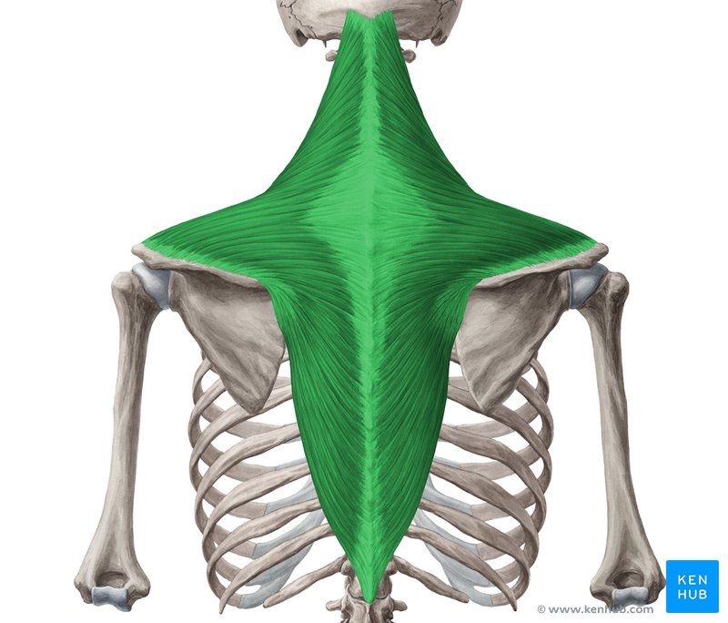 <p><span>a large, triangular muscle spanning the neck, shoulders, and upper back</span></p>