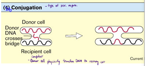 <p>Describe conjugation</p>