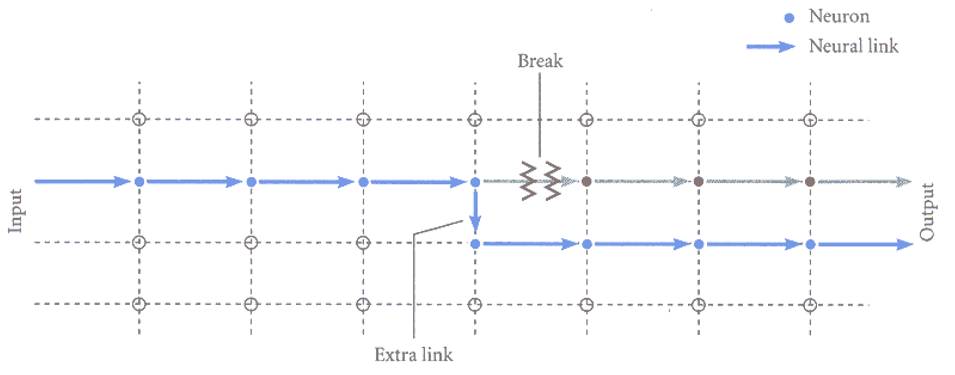 <p><u>General slowing: vertraagde synaptische communicatie</u></p><ul><li><p>elke connectie tussen neuronen vraagt tijd — psychomotorische snelheid hangt af van aantal gemaakte connecties</p></li><li><p>efficiënt denken veronderstelt kleinste aantal connecties tussen neuronen</p></li><li><p>veel taken van WAIS op tijd → testing limit: mensen beetje langer tijd geven, als iemand er wel komt met meer tijd vs helemaal niet → scoring hetzelfde, maar kwalitatieve interpretatie niet, gaat om tijdsprobleem</p></li></ul><p></p>
