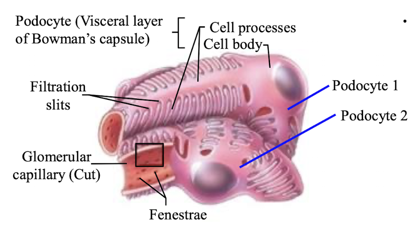<ul><li><p>glomerulus</p></li><li><p>bowman’s capsule</p></li></ul><p></p>