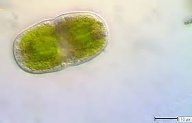 <p>Identify</p>