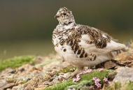 <p>Species, family, order?</p>