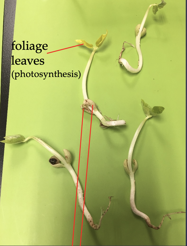 <p>Has two cotyledons (black-eyed peas)</p><p>The bottom arrows are pointing to the cotyledons (embryonic leaves), which are a food source for the embryo</p>