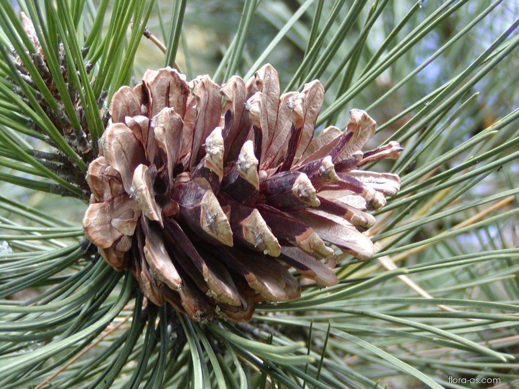 <p>Pinaceae</p><p>borovice černá - <em>Pinus nigra</em></p><ul><li><p>má malinké typické šišky a dlouhé jehlice</p></li></ul><p></p>