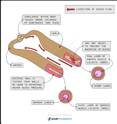<p>Carry blood AWAY from heart at HIGH pressure. Thick muscular walls with elastic fibres to stretch and recoil. Narrow lumen. No valves </p>