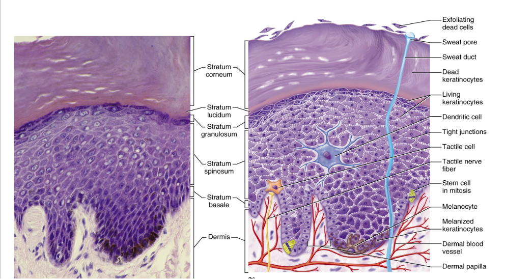 <ul><li><p><strong>stratum basale</strong></p></li></ul><p>deepest layer composed of highly active cells (stem cells, melanocytes)</p><ul><li><p><strong>stratum spinosum</strong></p></li></ul><p>second layer, very thick</p><ul><li><p><strong>stratum granulosum</strong></p></li></ul><p>third layer that has granules of keratin</p><ul><li><p><strong>stratum lucidom</strong></p></li></ul><p>only found in thick skin (palms and soles)</p><ul><li><p><strong>stratum corneum</strong></p></li></ul><p>superficial layer with up to 30 layers of dead, keratinocytes </p><p></p>