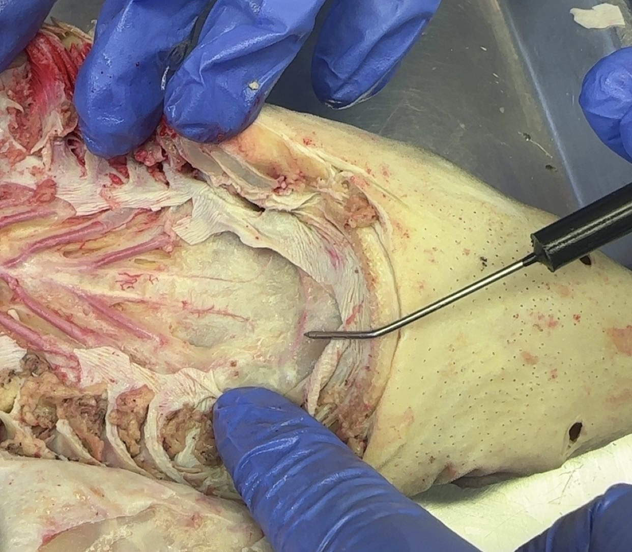 <p>what is this?</p>