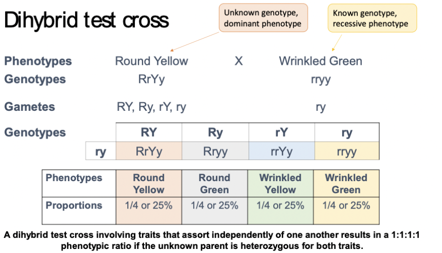 <ol type="1"><li><p><span>Determine allele combos for the parental genotypes</span></p></li><li><p><span>Draw the dihybrid cross, with parental allele combinations on the top and down the side. Combine the alleles in the boxes to determine the potential genotypes of the offspring</span></p></li><li><p><span>Determine the phenotypes of offspring</span></p></li><li><p><span>Address the question, which may involve determining the phenotypic ratio of the offspring or probability of certain phenotypes</span></p></li></ol><p></p>
