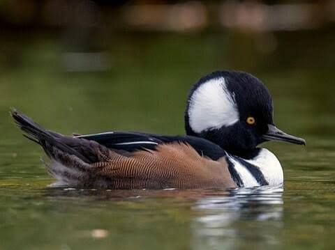<p>Hooded Merganser</p>