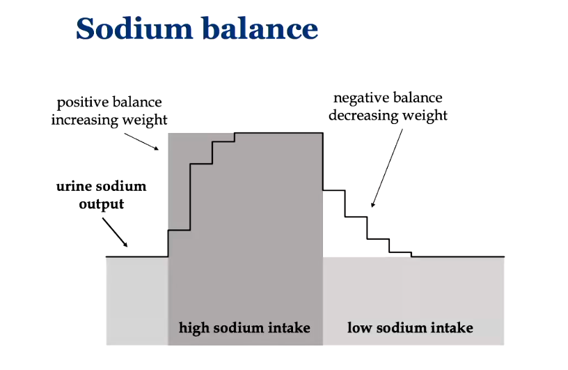 <ul><li><p>takes a while for your sodium output to catch up, so initially you’re urinating out more sodium than you’re taking in</p></li><li><p>negative sodium balance, drop weight</p></li></ul><p></p>