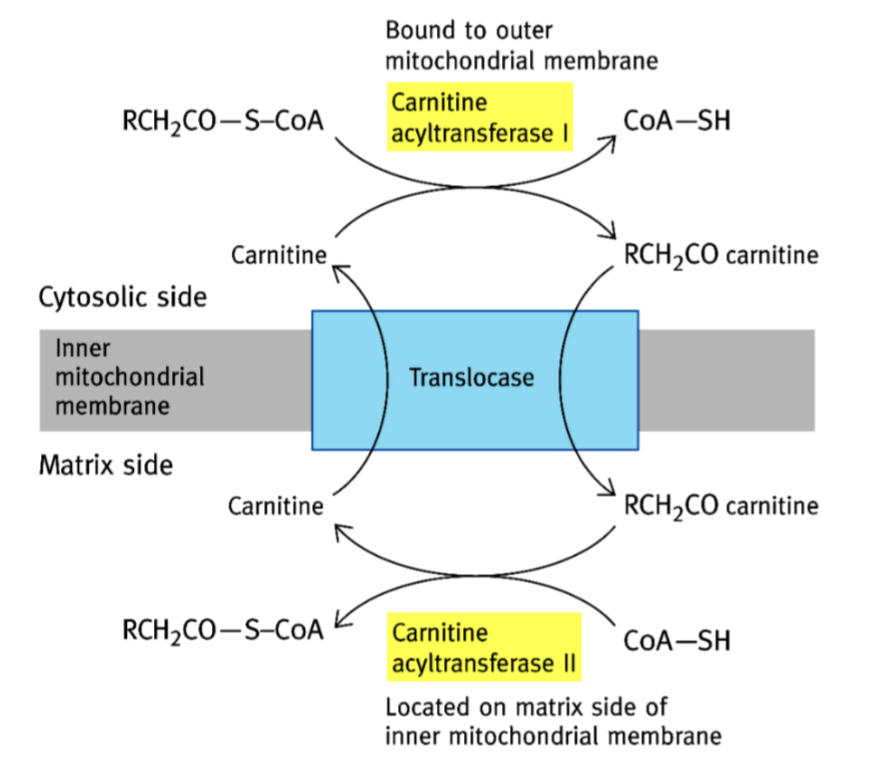 <p>Hydrolyse de l’acyle-CoA ; transfert de l’acyle sur carnitine (protéine hydroxylée) ; passage du complexe dans la membrane interne grâce à la carnitine acyltransférase type I ; transfert de l’acyle à un CoA de la matrice grâce à la carnitine acyltransférase type II ; retour de la carnitine dans l’espace intermembranaire. </p>