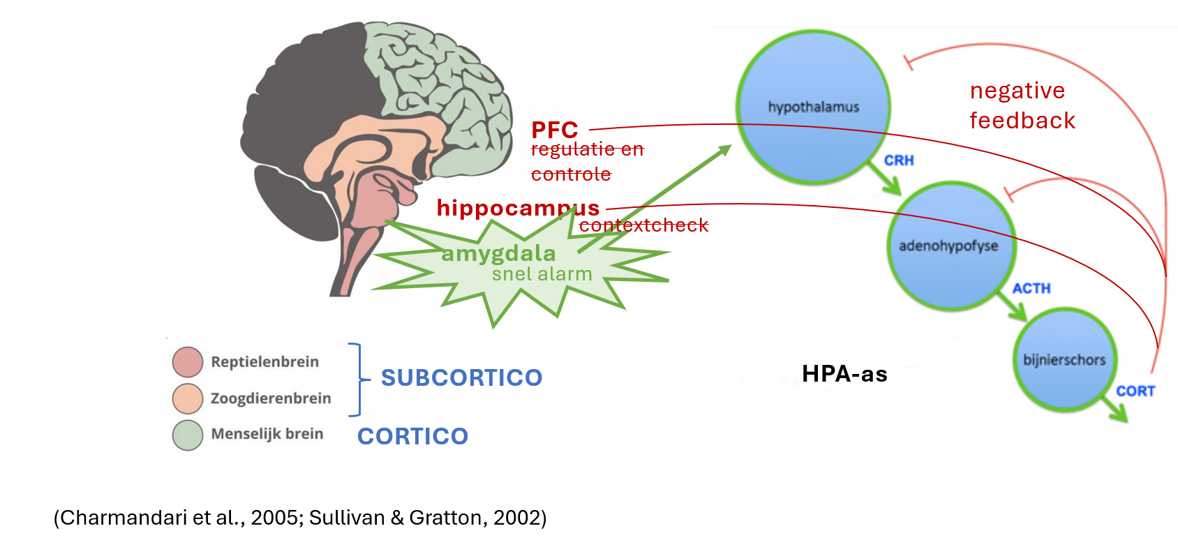 <p>Glucocorticoïde receptoren in PFC & hippocampus verliezen controle (ANS) → subcorticale delen nemen over (CNS) → verzwakte negatieve feedback loop</p><ul><li><p><strong>allostatic load</strong>: slijtage van lichaam om zich aan te passen aan veranderende omstandigheden — kan in pathologie resulteren</p></li></ul><p></p>