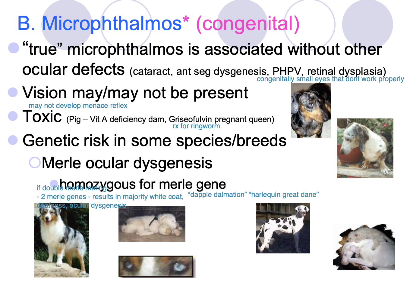<p>Pigs: Vitamin A deficient dams.</p><p>Griseofulvin pregnant queen (not a pig... it's a cat).</p>