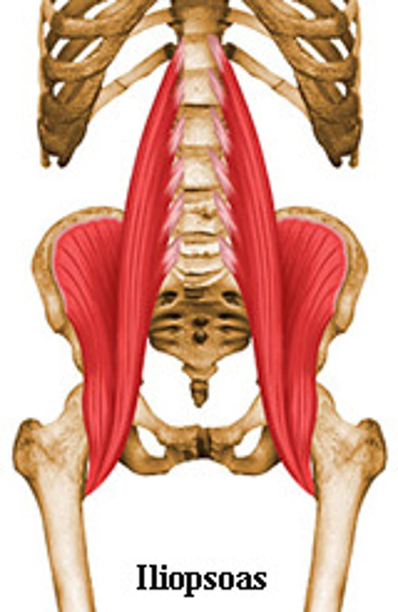 <p>Origin: lumbar vertebrae, iliac fossa</p><p>Insertion: lesser trochanter femur</p><p>Action: flex thigh</p>