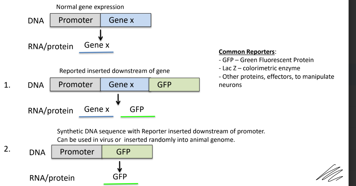 <p>is a sequence of DNA needed to either turn a gene on or off</p><ul><li><p><u>transcription </u>starts at the promoter</p></li><li><p>the promoter <u>has a binding site for the enzyme that makes mRNA</u></p></li></ul><p>__</p><p>reporter genes</p><ul><li><p>GFP (green fluorescent protein)</p></li><li><p>LacZ (identify enzymes w/ different colors)</p></li></ul><p>_</p><p>if reporter is inserted downstream of the gene:</p><ul><li><p>the reporter is also made whenever the gene is expressed</p></li></ul><p>if reporter is inserted downstream of promoter/replacing the gene:</p><ul><li><p>the promoter only expresses the reporter</p></li></ul><p></p>