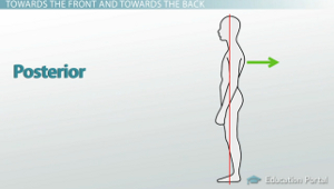 <p>describes the back or direction toward the back of the body</p>