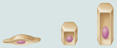 <p>Classify each of the following epithelial cells</p>
