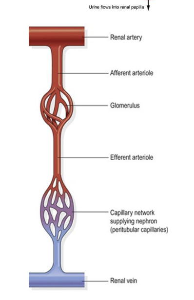 <p>Renal artery divides into smaller branches</p>