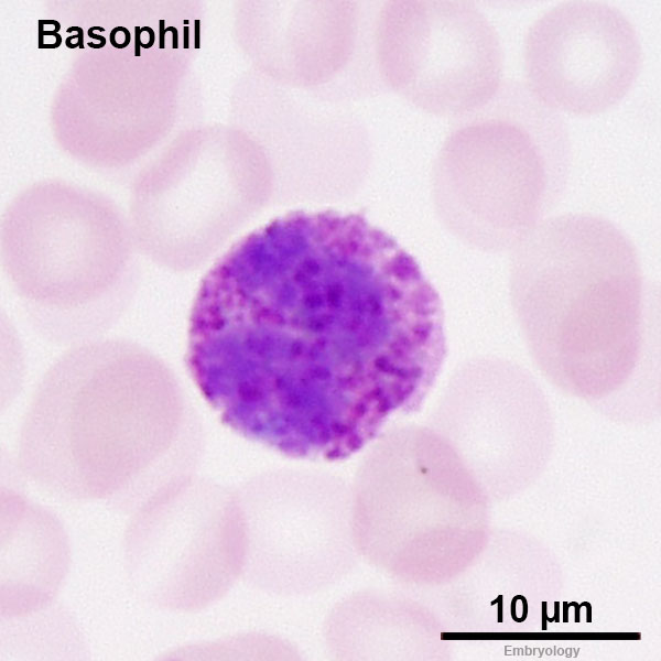 <p>-play a key part in allergic reactions by releasing histamine when allergens bind to antibodies ont he surface. they also release cytokines that activate other immune cells, linking adaptive and innate immunity</p><p>-originate in bone marrow from hematopoetic stem cells</p>