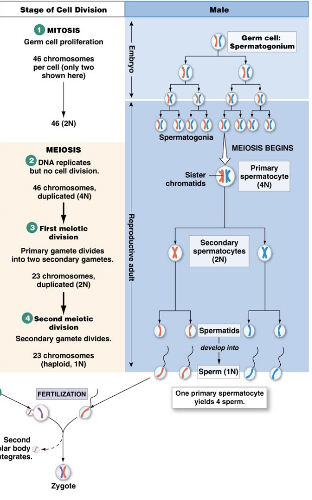 <ul><li><p>Mitotic division starts again at puberty to ensure there are enough primary spermatocytes to produce 100 mil sperm/day as adult</p></li><li><p>All stages of meiosis occur as adult</p></li><li><p>Reproductive adult</p></li><li><p>Takes about 2 months</p></li><li><p>100 million sperm/day → part of reason for high metabolism in males, lots of energy is dedicated to sexual reproduction</p></li><li><p>one primary spermatocyte produces 4 sperm</p></li></ul><p></p>