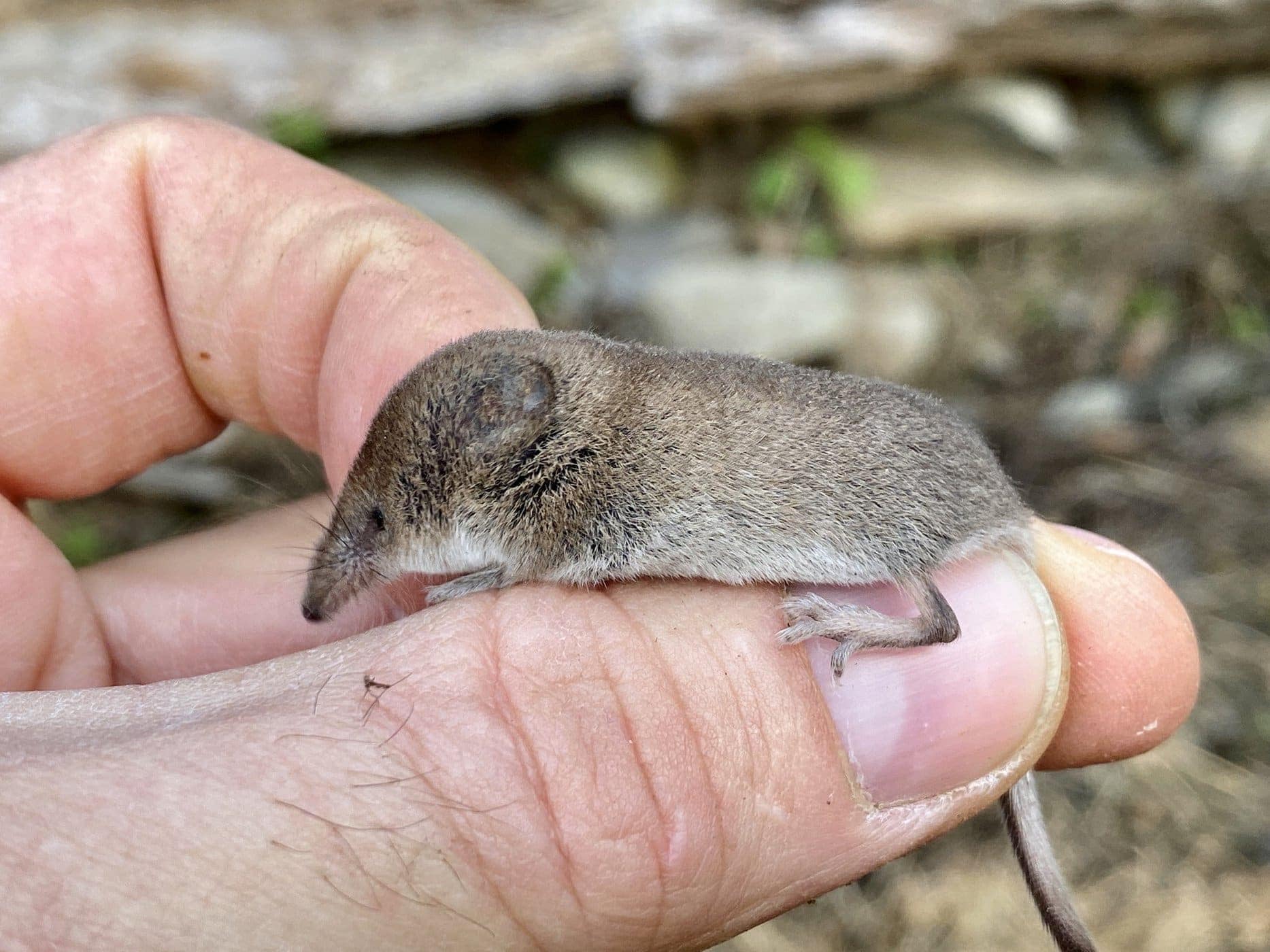<p><span>Distinctive long nose with very small eyes and ears. Their fur is short and two-tone, grey-brown on top and grey or white on the underside. The tail is hairy and about 70% the length of the body</span></p>