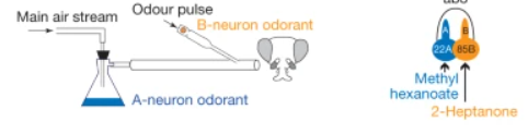 <p>can be seen via optogenetics- use light to stimulate one neuron</p><p>or can deliver background odour, deliver a second odour to a separate neuron to activate (sustained train of APs from neuron A, when 2nd odour imposed, neuron B  fires &amp; theres a marked reduction in neuron a firing)</p>