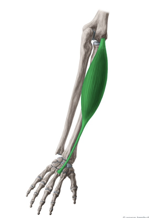 term image