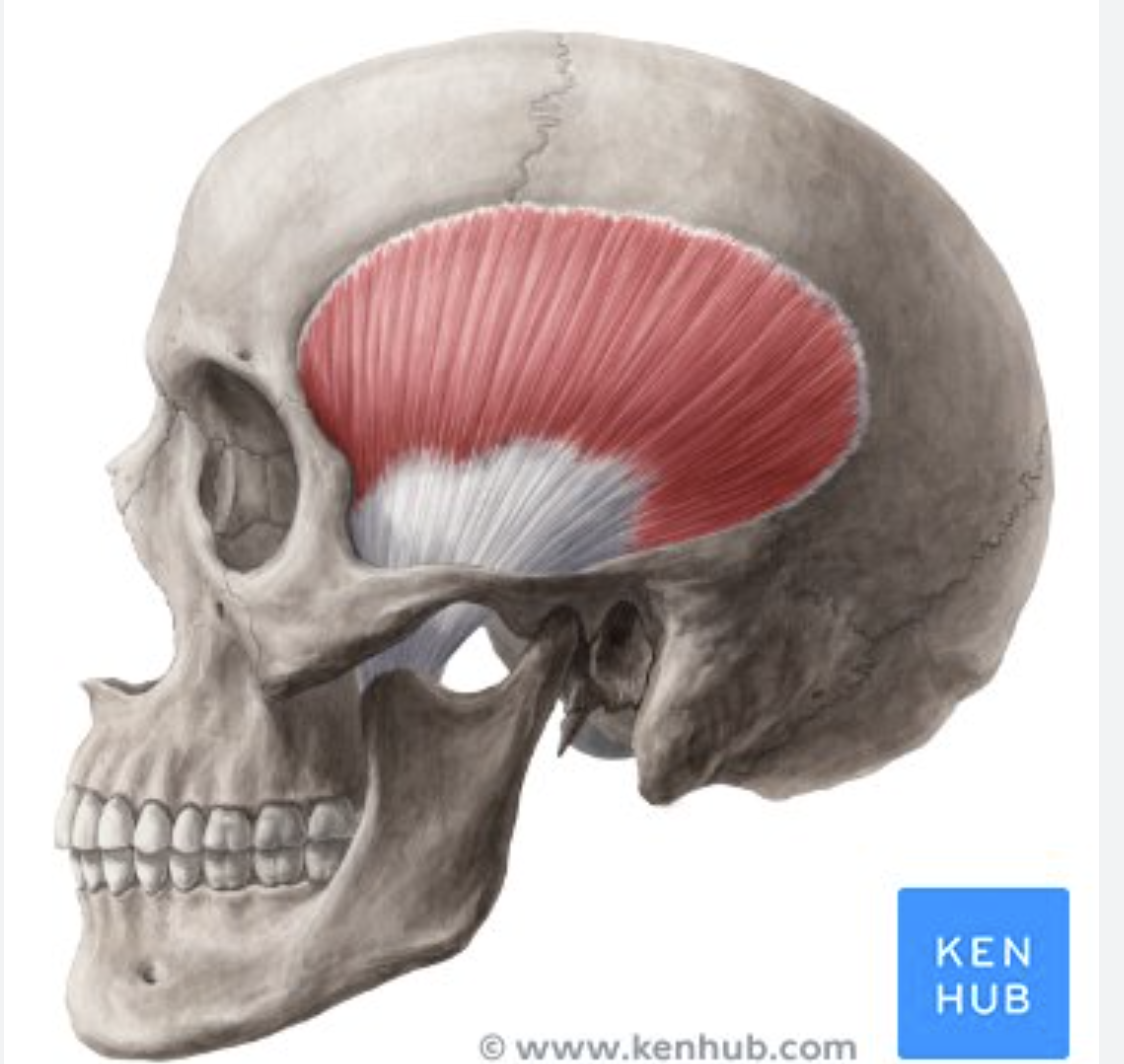 <p>Where is the temporalis located?</p>