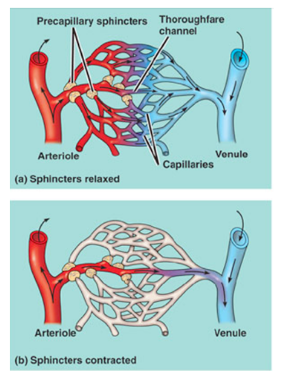 <p>Blood has the same flow rate throughout all the vessels. However, the amount of blood <em>delivered </em>to any location (i.e. the distribution) can change with the demand of the tissues around the delivery sites (w/vessel size).</p><p></p><p>If you the reduce number of blood target sites, you can increase flow to the remaining sites more easily. An example of this is reducing blood flow to the digestive system and skin when you get an adrenaline rush. However, <em>local signals</em> overwhelm the <em>global signa</em>l, so during exercise our flow rate increases and our vessel resistance decreases because the local signals are extensive.</p>