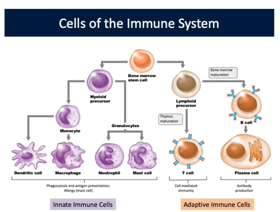 <p>Adaptive Immunity (Cellular Barriers)</p>