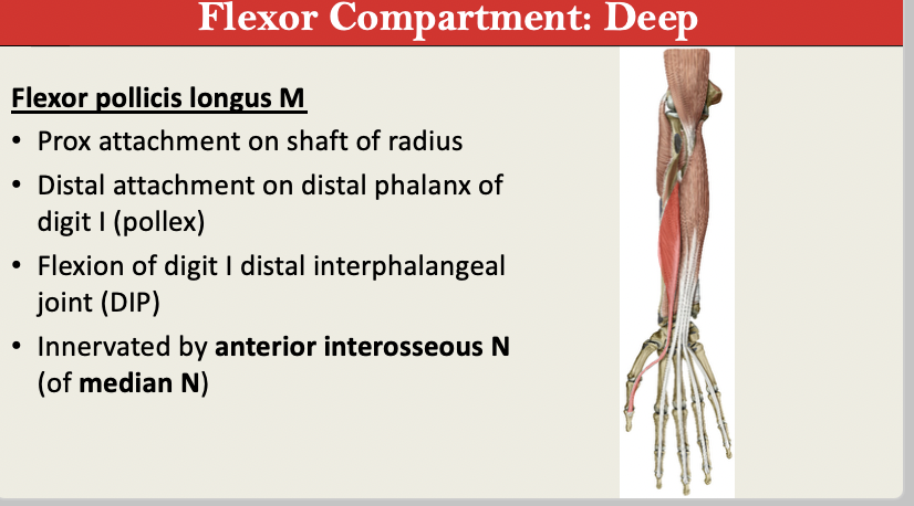 <p>M: Flex DIP of thumb<br>N: Anterior Interosseous of MEDIAN N<br>PA: Radial Shaft<br>PD: Distal Phalanx D1<br>G: Flexor DEEP</p>