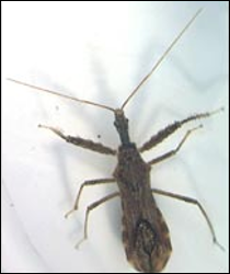 <p>Identify the insect and the <strong>order</strong></p>