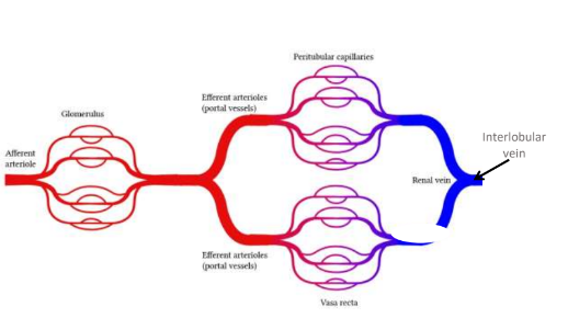 <p>connects the capillaries of the glomerulus to the capillaries of the cortex or medulla of kidney</p>