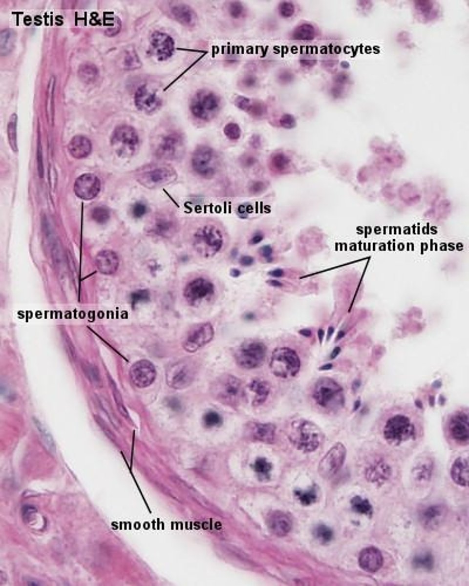 <p>The development of sperm cells from spermatogonia through various stages including proliferation, meiotic, and differentiation stages.</p>