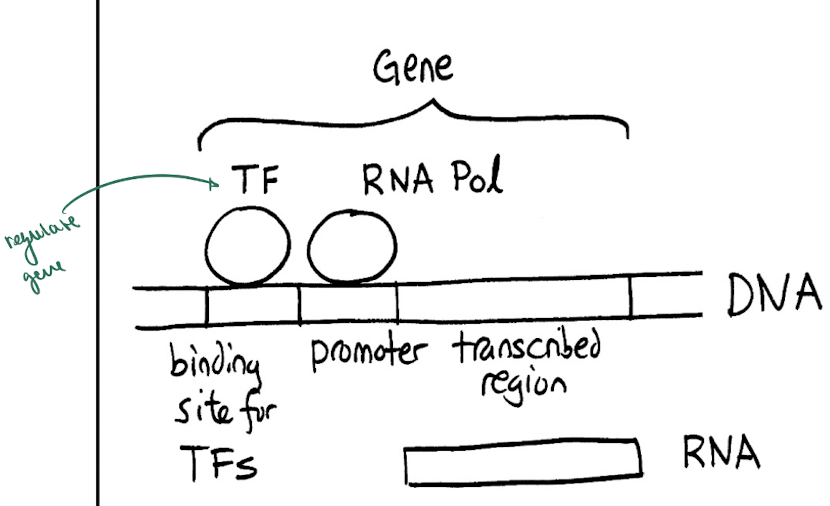 <p>= regulate gene expression </p><ul><li><p>(+) TF = recruit RNA pols → get increased gene expression</p></li><li><p>(-) TF = block promoter of gene → get decreased gene expression</p></li></ul><p></p>