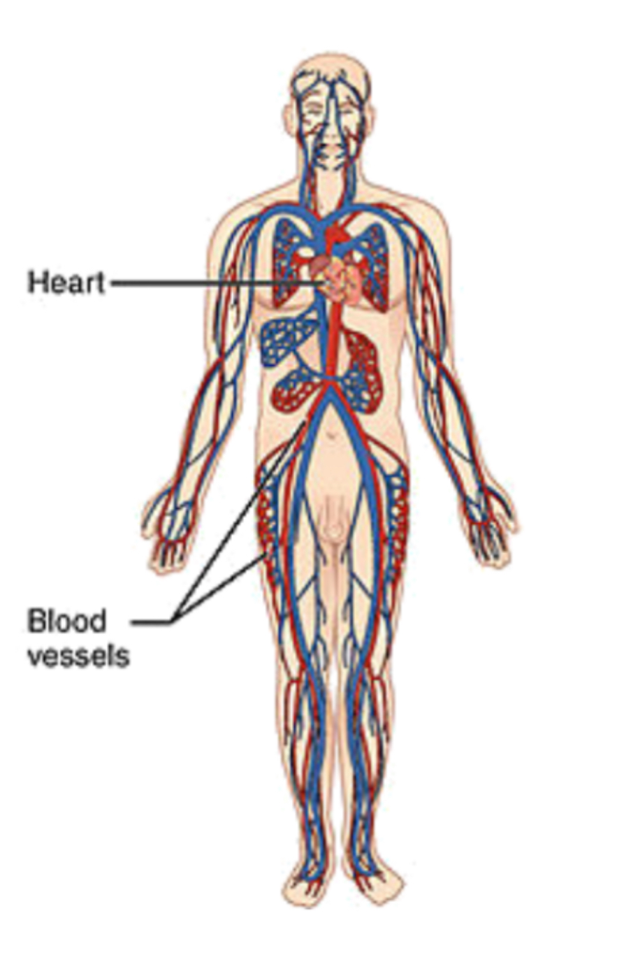 <p>cardiovascular system </p>