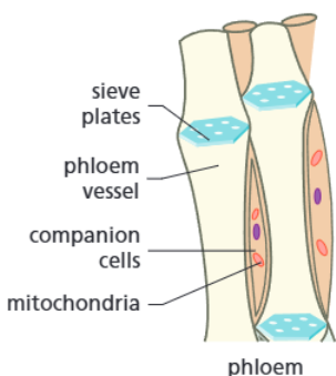 <p><strong>Function:</strong></p><p>The phloem tissue carry the sugars and amino acids (food produced by photosynthesis) around the plant.</p><p><strong>Adaptations:</strong></p><ul><li><p><span>Cell walls between the cells have broken down to form sieve plates (perforated ends that connect sieve elements)</span></p></li><li><p><span>There are companion cells, which contain mitochondria</span></p></li></ul><p><strong>How adaptations help:</strong></p><ul><li><p><span>The sieve plates allow water that carries dissolved food to move freely up or down the tubes to where it is needed</span></p></li><li><p><span>The companion cells (which support and help keep the phloem cells alive) contain mitochondria, which transfer the energy needed to move the dissolved food</span></p></li></ul><p></p>