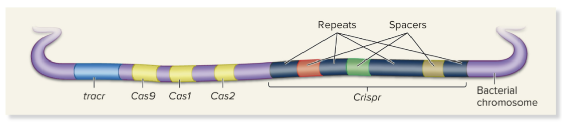 <p>The CRISPR-Cas gene system provides bacteria with a defense against invasion by bacteriophages</p><ul><li><p>Crispr gene has a group of clustered, regularly interspaced, short, palindromic repeats; hence the name CRISPR</p></li><li><p>The repeats are interspersed with short, unique sequences, which are called spacers</p></li></ul><p></p>