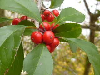 <p>Aquifoliaceae</p><p>Holly</p><p>Native to AR</p><p>leaves simple, alternate</p>