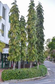 <p>Non-native but widely cultivated in the Philippines; conservation status: not endangered. Most easily identified by its extremely narrow, drooping “willow-like” leaves and tall, columnar, fastigiate form that creates a strong vertical accent, commonly used to line roads, fences, and institutional boundaries.</p><p>A medium to large evergreen tree typically growing 10–25 meters tall with a very narrow crown about 2–5 meters wide. Trunk is 0.3–0.8 meters in diameter with gray bark that is smooth when young and becomes slightly rough with age. It develops a deep taproot with moderate lateral roots. Branching begins above human height, forming a strict upright, columnar canopy with downward-hanging branches. Leaves are simple, alternate, very long and narrow (10–25 cm long, 1–3 cm wide), with smooth margins, glossy green surface, and prominent pinnate venation. Flowers are small, greenish-yellow and inconspicuous, borne in clusters along branches. Fruits are small ovoid to ellipsoid drupes that turn purple-black when mature and are dispersed by birds.</p><p>Widely used as a screening tree, boundary planting, and vertical accent in urban landscapes due to its narrow form and fast growth. No significant toxicity reported. In landscape applications, it is best suited for tight spaces such as roadsides, property lines, and institutional plantings where vertical screening is needed; it requires regular spacing and maintenance to maintain form and is not suitable for providing broad shade or open canopy functions.</p>