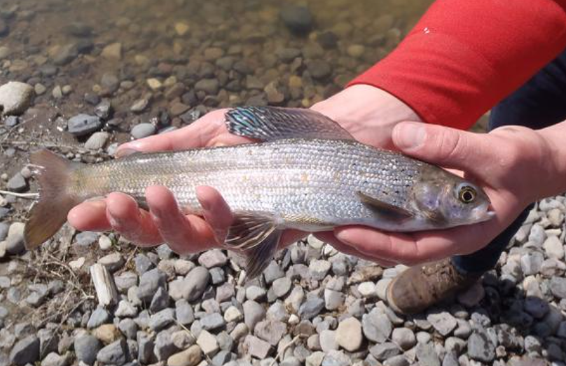 <p>Arctic Grayling</p>