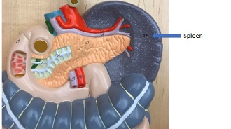 <p>spleen</p>